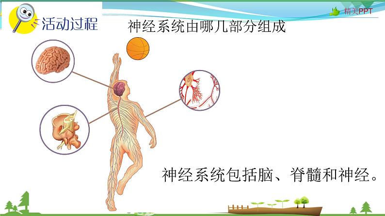 新青岛版科学五年级下册课件-第2课 神经系统第3页