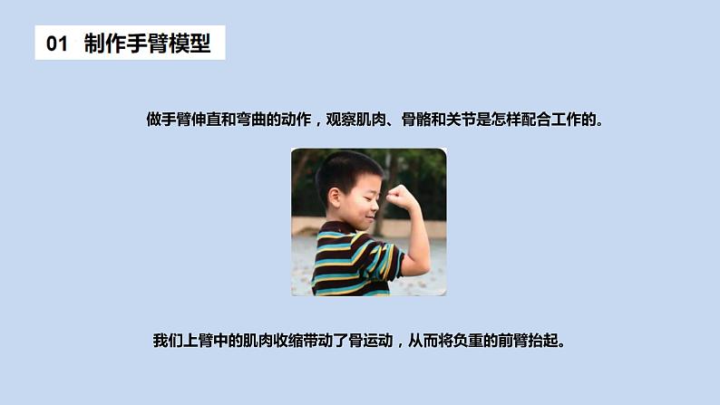 2.8《我们来仿生》课件第4页