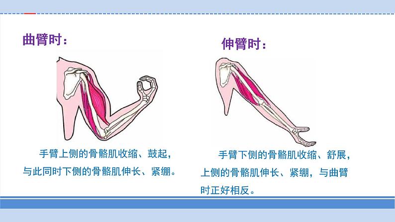 2.8《我们来仿生》课件第6页