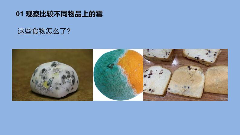 1.3发霉与防霉课件第3页