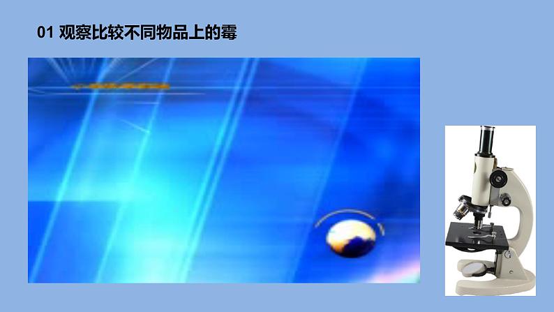 1.3发霉与防霉课件第6页