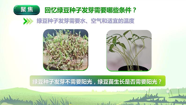1.3《绿豆苗的生长》课件第3页