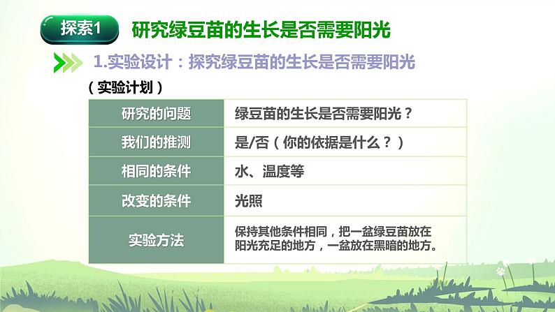 1.3《绿豆苗的生长》课件第5页