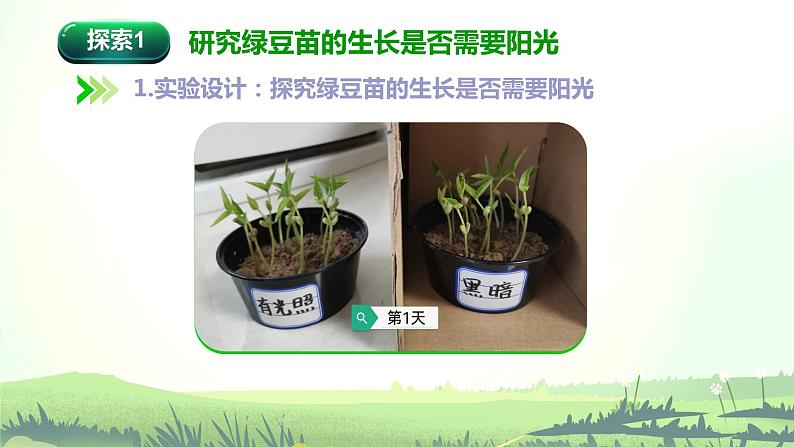 1.3《绿豆苗的生长》课件第6页