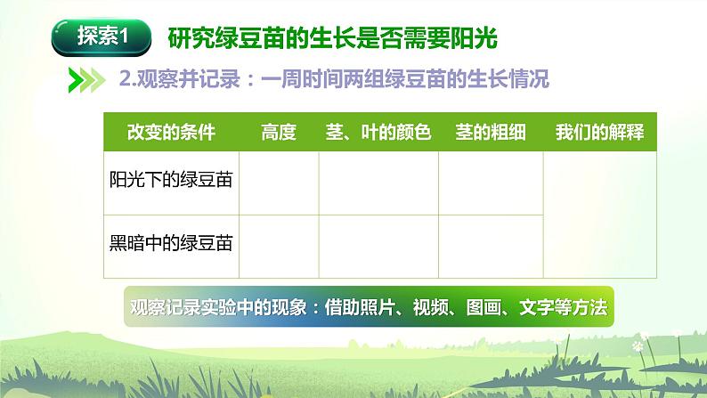 1.3《绿豆苗的生长》课件第7页