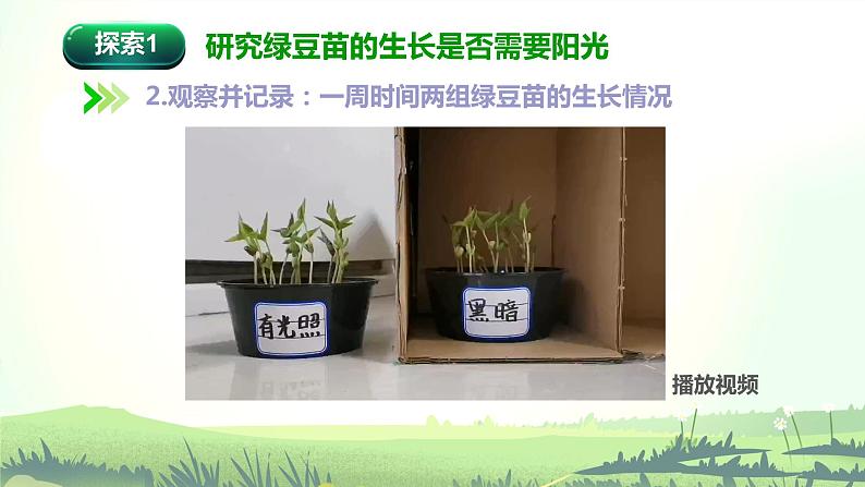 1.3《绿豆苗的生长》课件第8页