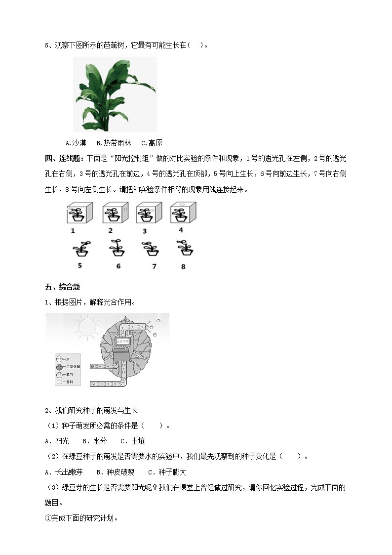 1.3《绿豆苗的生长》练习(1)学案第2页