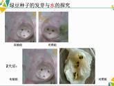 教科版科学1.2《比较种子发芽实验》课件PPT