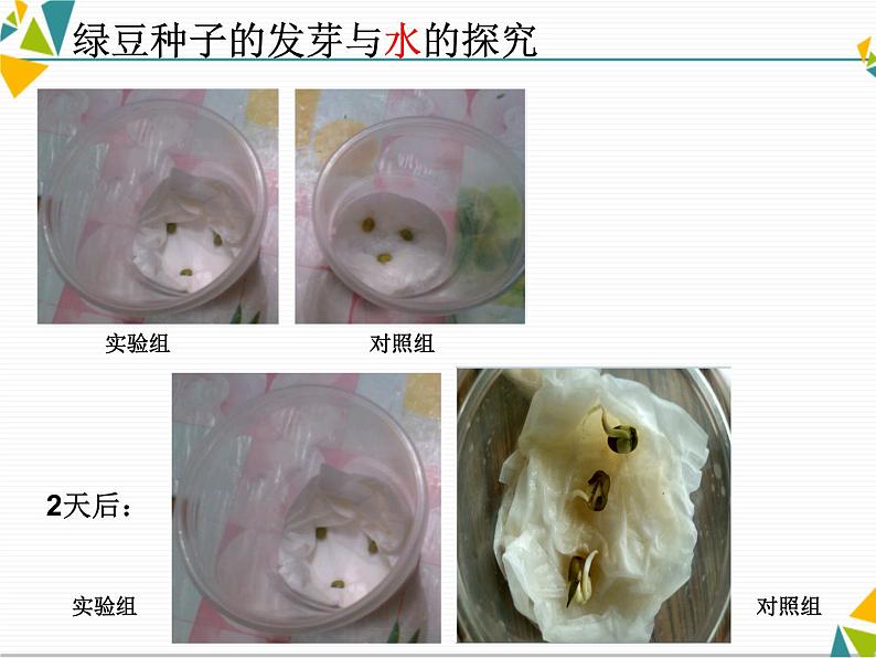 教科版科学1.2《比较种子发芽实验》课件PPT03