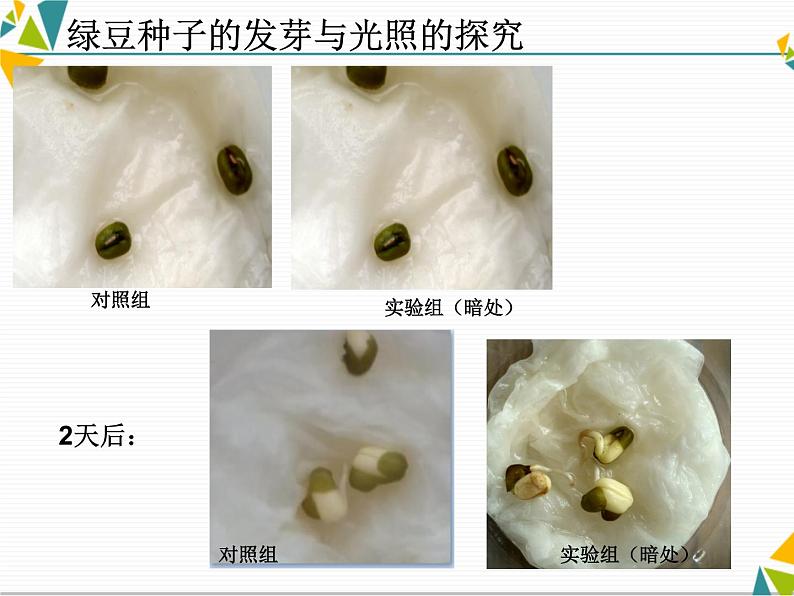 教科版科学1.2《比较种子发芽实验》课件PPT04