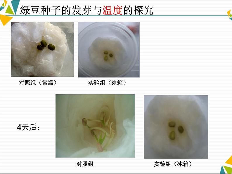 教科版科学1.2《比较种子发芽实验》课件PPT05