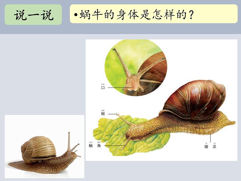 一年级下册科学2.4.给动物建个家 (课件+实验记录单+素材)教科版 (3份打包)02