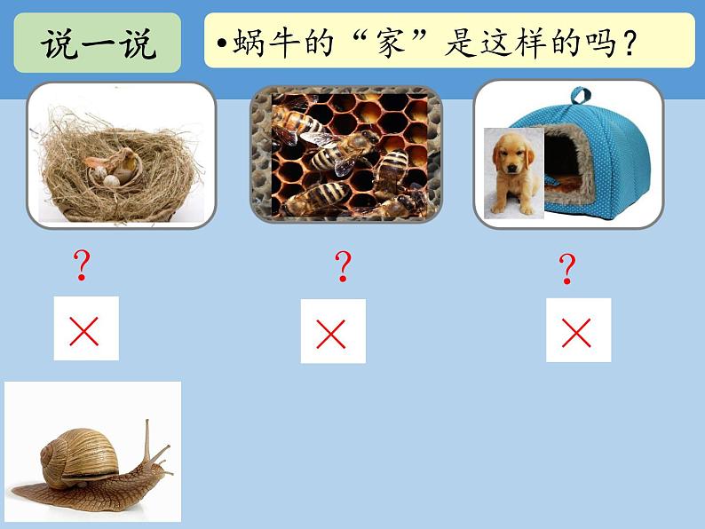 一年级下册科学2.4.给动物建个家 (课件+实验记录单+素材)教科版 (3份打包)06