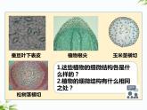 湘科版五年级下册科学1.3 细胞 课件+教案