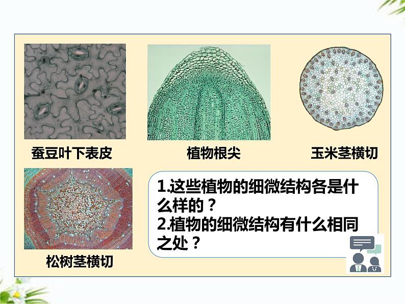 湘科版五年级下册科学1.3 细胞 课件+教案05