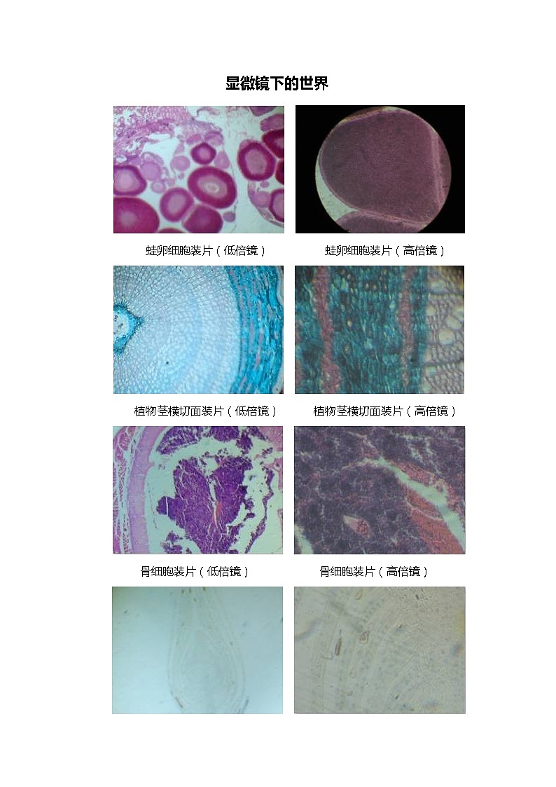 湘科版五年级下册科学1.2 洋葱表皮的秘密 课件+教案01