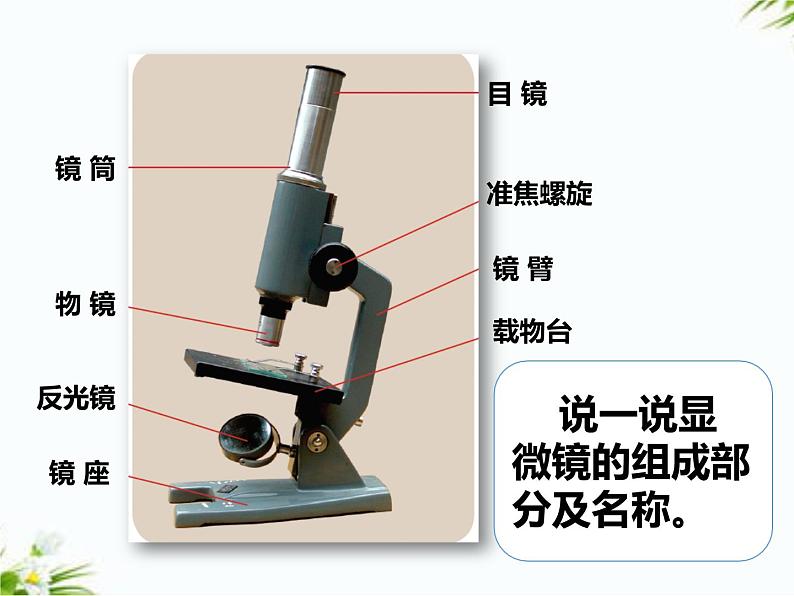 湘科版五年级下册科学1.2 洋葱表皮的秘密 课件+教案02