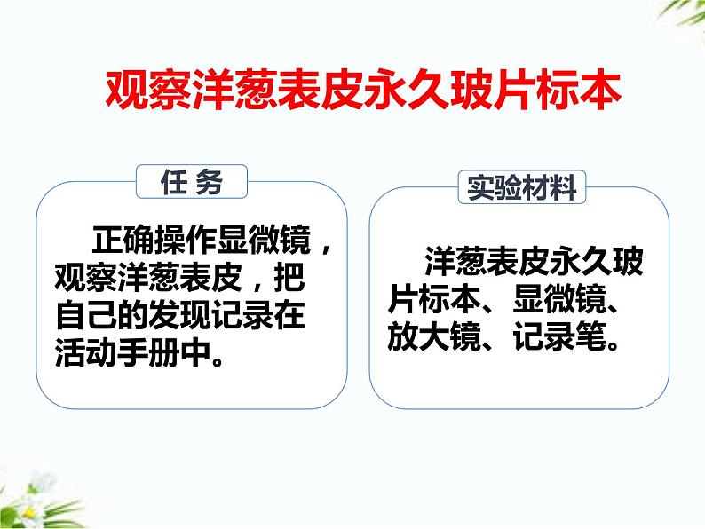 湘科版五年级下册科学1.2 洋葱表皮的秘密 课件+教案06