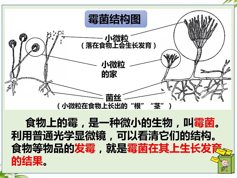 湘科版五年级下册科学2.2 观察微生物 课件+教案06