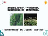 苏教版五年级下册科学1.2《微小的生命体》课件+教案+习题