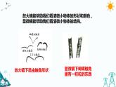 苏教版五年级下册科学1.2《微小的生命体》课件+教案+习题