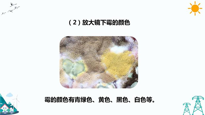 苏教版五年级下册科学1.3《发霉与防霉》课件+教案+习题08