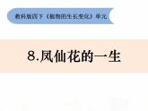 教科版小学科学四下1-8《凤仙花的一生》课件+教案