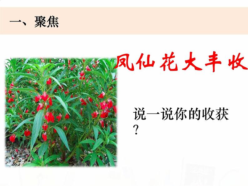 教科版小学科学四下1-8《凤仙花的一生》课件+教案02