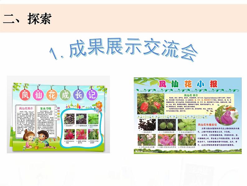 教科版小学科学四下1-8《凤仙花的一生》课件+教案03