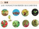 教科版小学科学四下1-8《凤仙花的一生》课件+教案