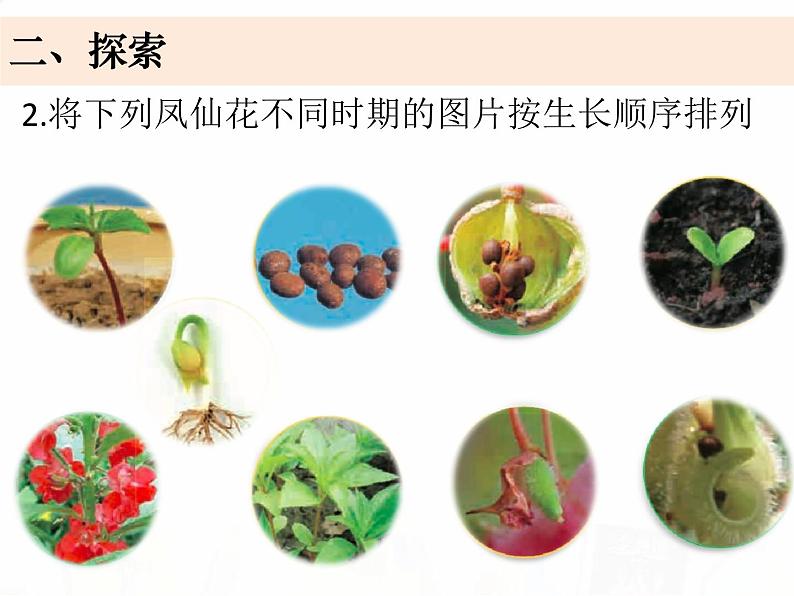 教科版小学科学四下1-8《凤仙花的一生》课件+教案04