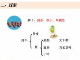 教科版小学科学四下1-8《凤仙花的一生》课件+教案