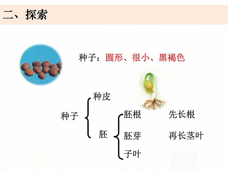 教科版小学科学四下1-8《凤仙花的一生》课件+教案05