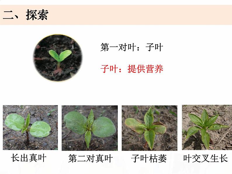教科版小学科学四下1-8《凤仙花的一生》课件+教案06