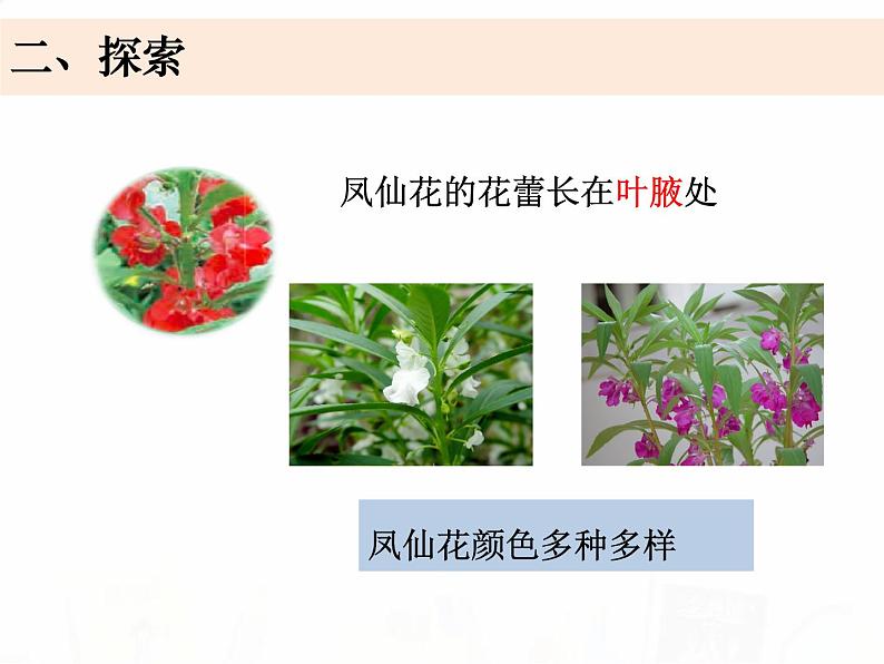 教科版小学科学四下1-8《凤仙花的一生》课件+教案07