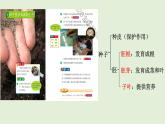 教科版小學(xué)科學(xué)四下《植物的生長變化》課件+教案單元整理