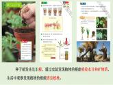 教科版小學(xué)科學(xué)四下《植物的生長變化》課件+教案單元整理