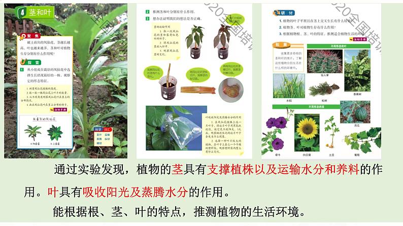 教科版小学科学四下《植物的生长变化》课件+教案单元整理06