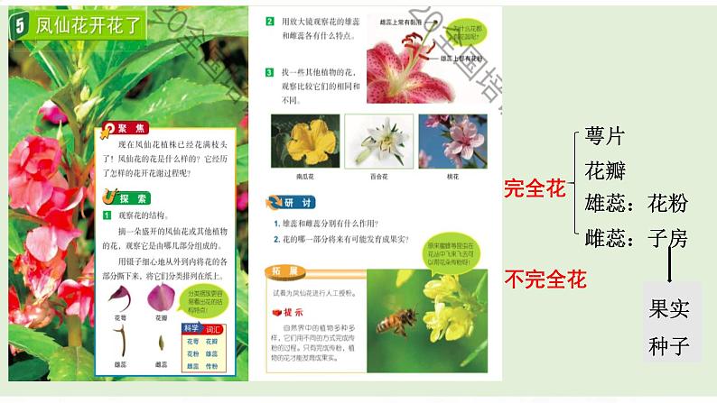 教科版小学科学四下《植物的生长变化》课件+教案单元整理07