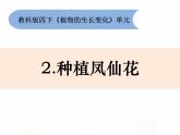 教科版小学科学四下1-2《种植凤仙花》课件+教案