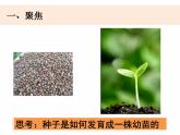 教科版小学科学四下1-2《种植凤仙花》课件+教案