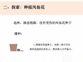 教科版小学科学四下1-2《种植凤仙花》课件+教案