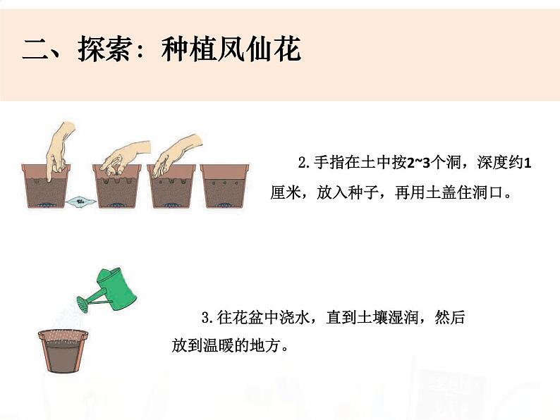 教科版小学科学四下1-2《种植凤仙花》课件+教案05