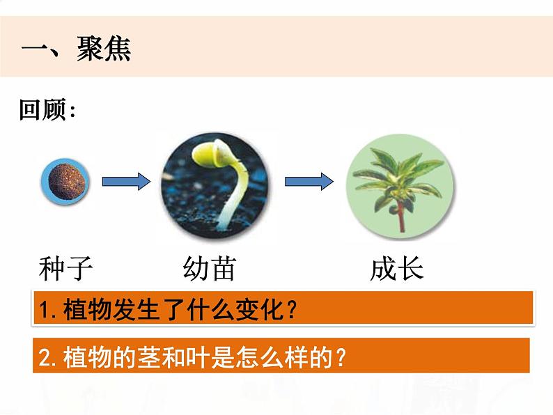 教科版小学科学四下1-4《茎和叶》课件+教案02