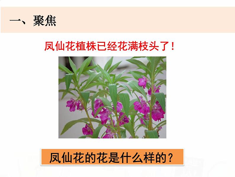 教科版小学科学四下1-5《凤仙花开花了》教学课件第2页