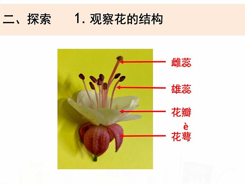 教科版小学科学四下1-5《凤仙花开花了》教学课件第5页