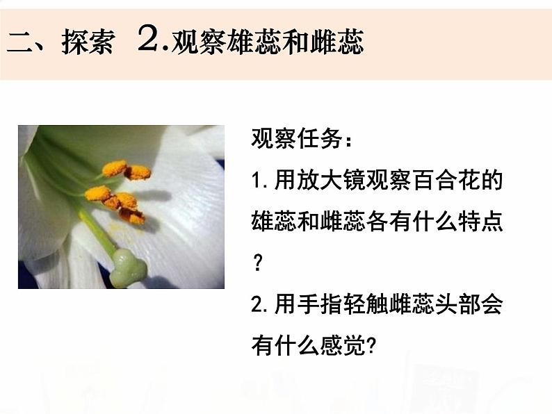 教科版小学科学四下1-5《凤仙花开花了》教学课件第7页