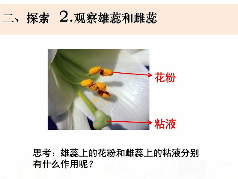 教科版小学科学四下1-5《凤仙花开花了》教学课件第8页