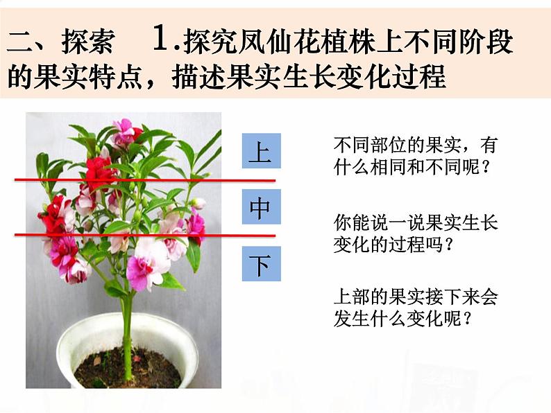 教科版小学科学四下1-6《果实和种子》教学课件第3页