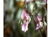 教科版小学科学四下1-7《种子的传播》课件+教案
